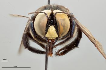 Media type: image;   Entomology 810605 Aspect: head frontal view